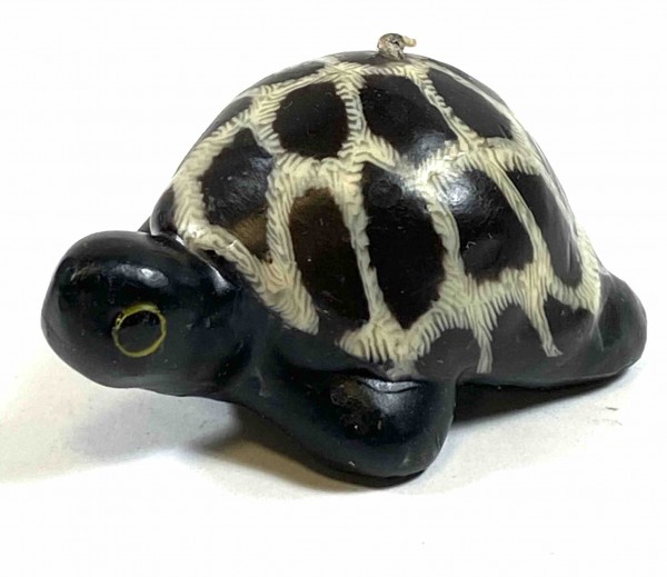 Turtle "Sam"